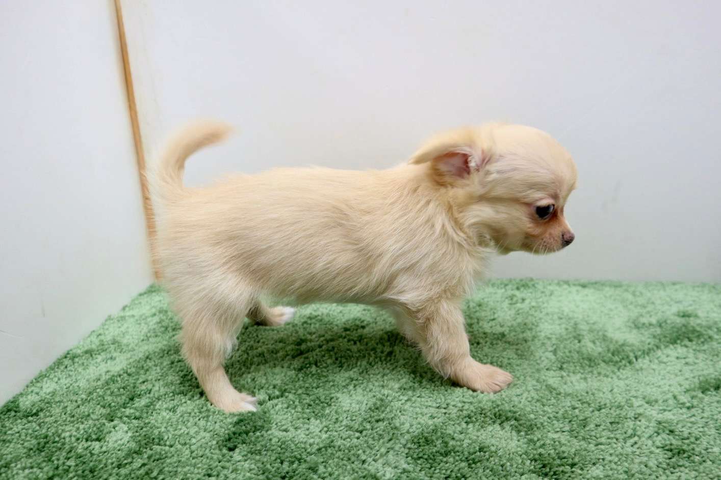 ♀ロングコートチワワ　¥198,000円（税込）