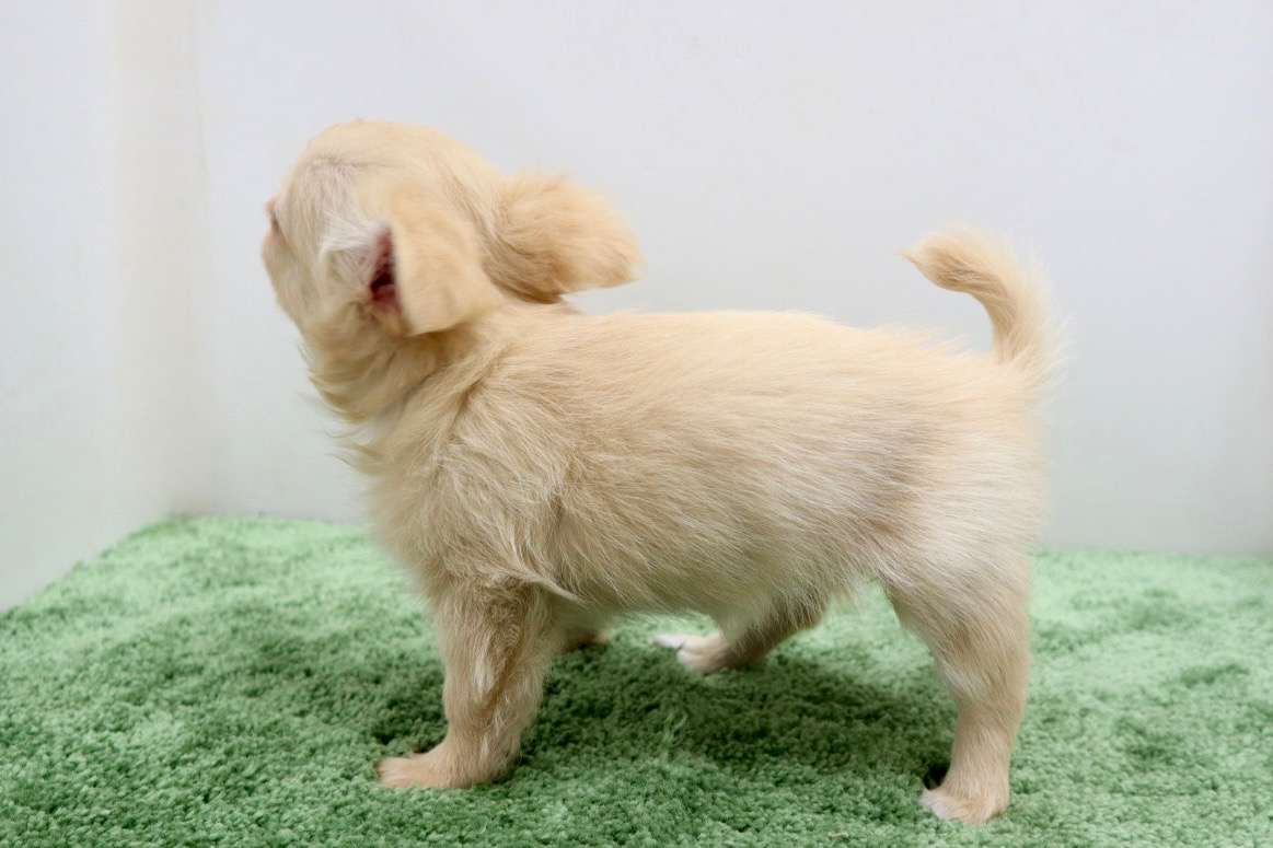 ♀ロングコートチワワ　¥198,000円（税込）