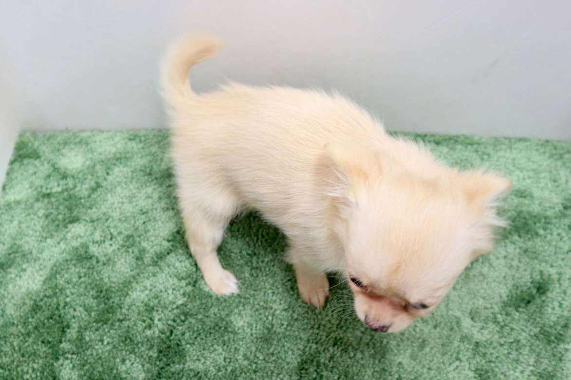 ♀ロングコートチワワ　¥198,000円（税込）