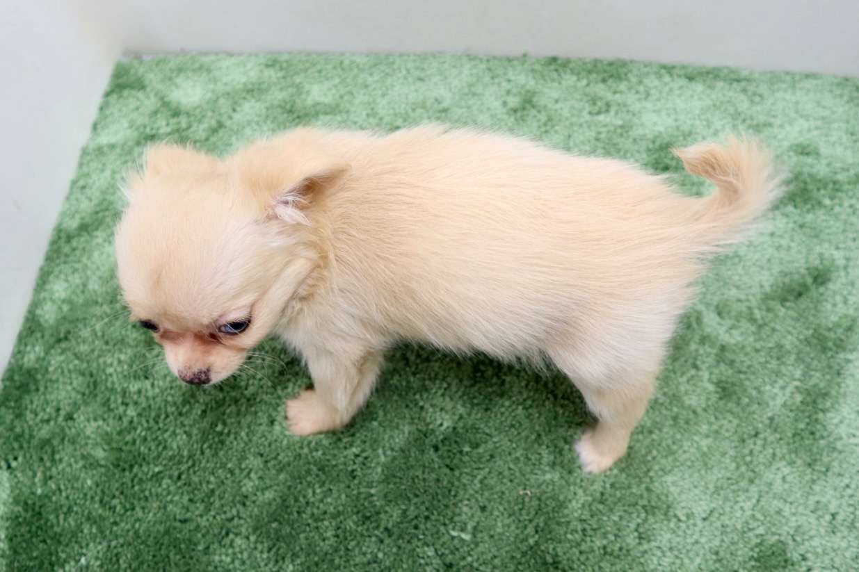 ♀ロングコートチワワ　¥198,000円（税込）