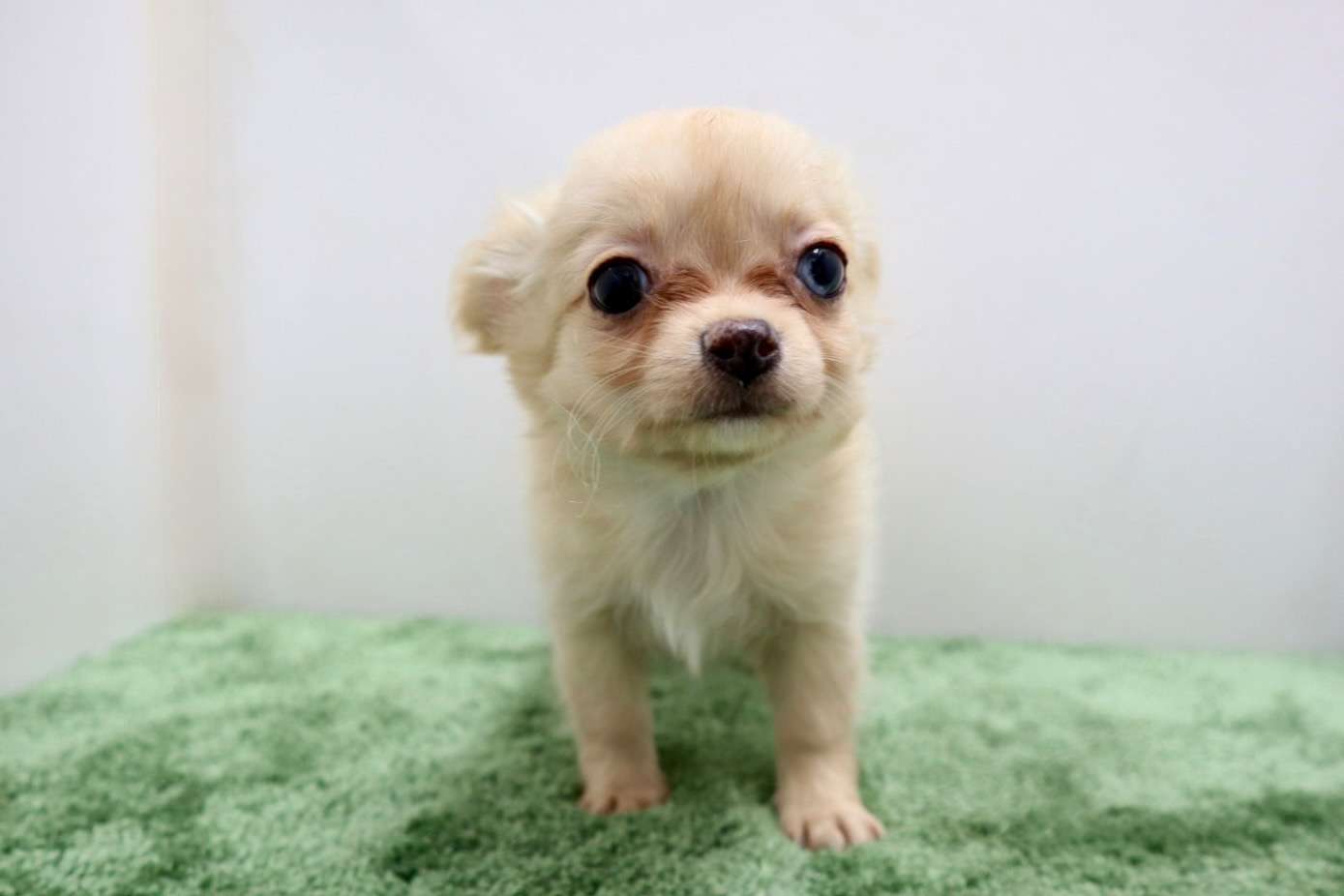 ♀ロングコートチワワ　¥198,000円（税込）