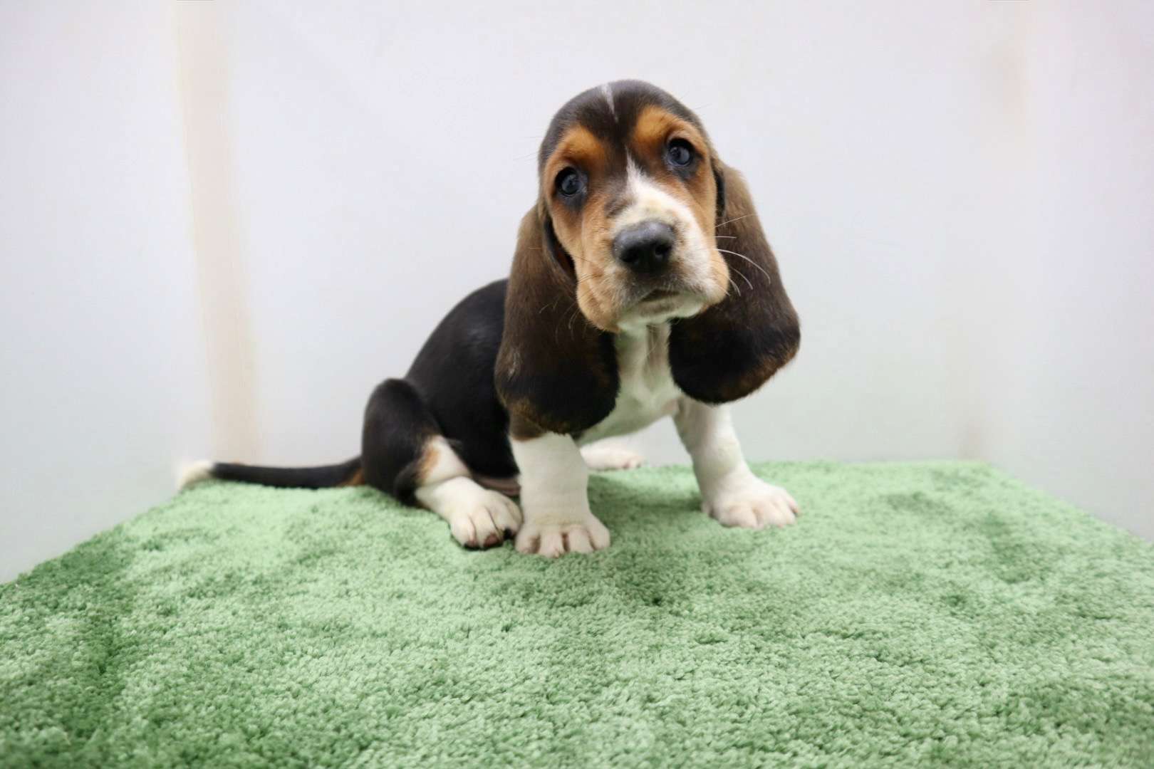 ♂バセットハウンド 　¥286,000円（税込）