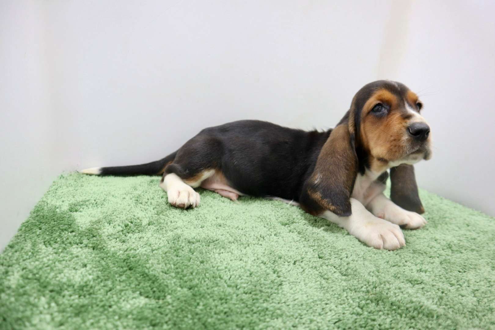 ♂バセットハウンド 　¥286,000円（税込）