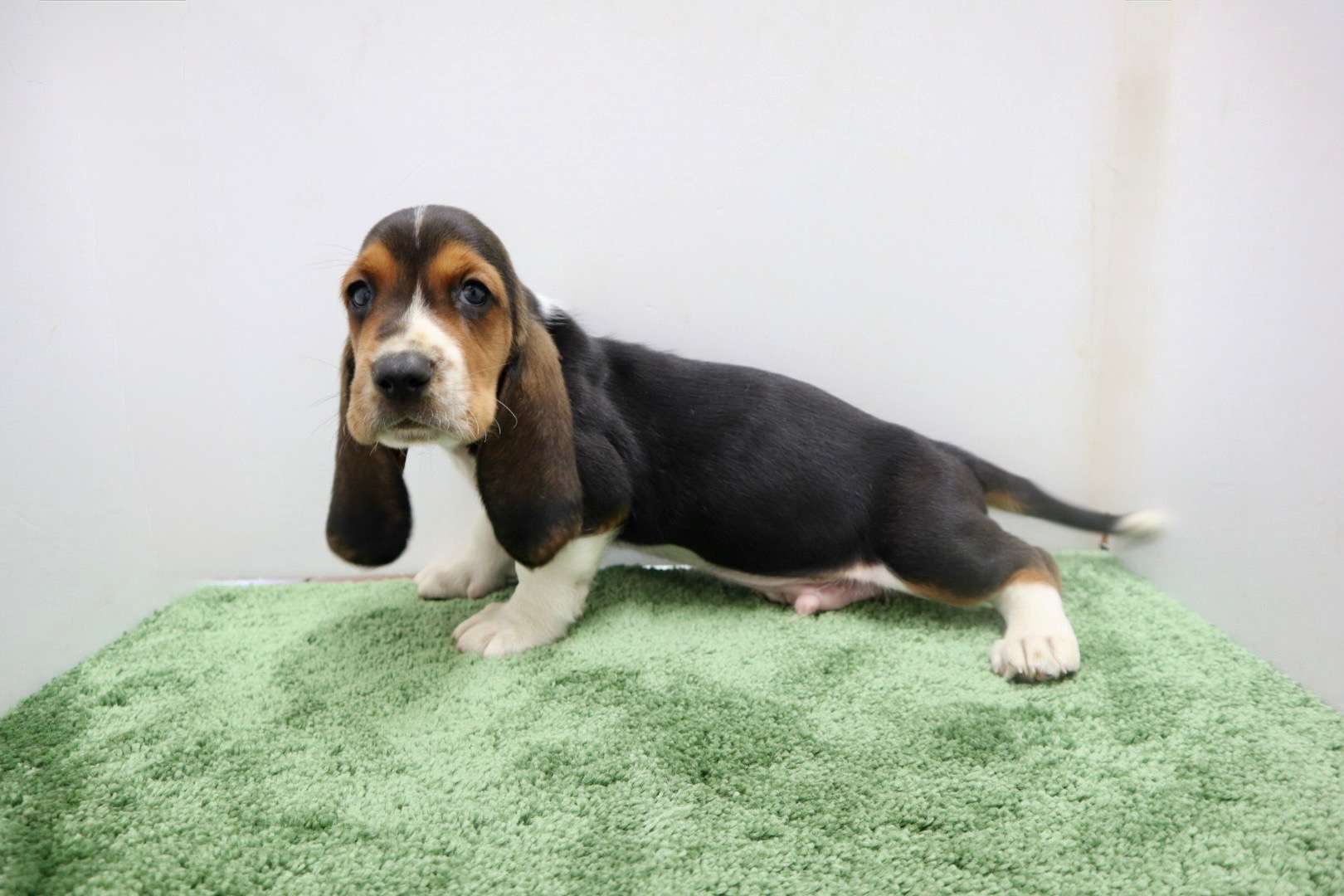 ♂バセットハウンド 　¥286,000円（税込）