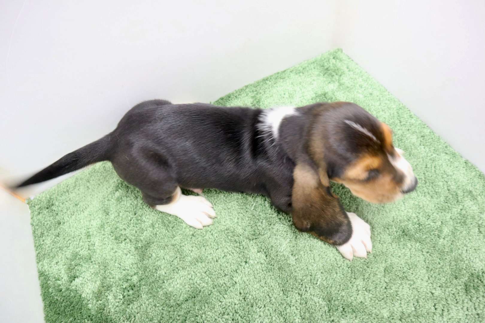 ♂バセットハウンド 　¥286,000円（税込）