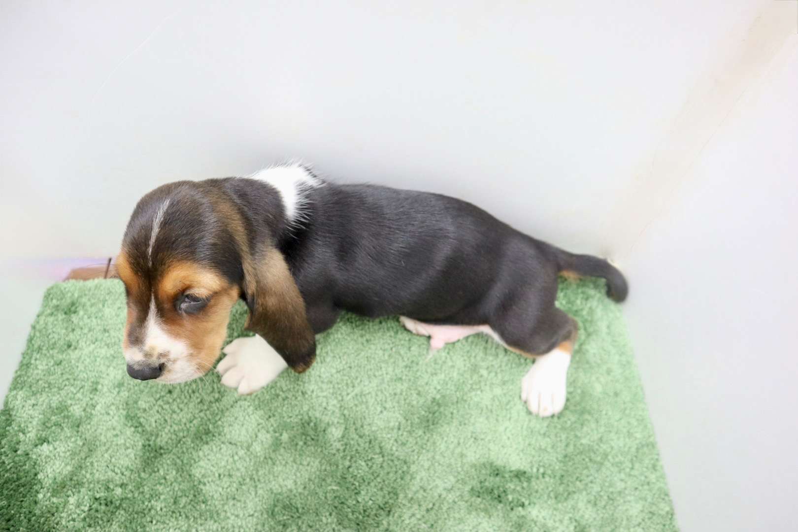 ♂バセットハウンド 　¥286,000円（税込）