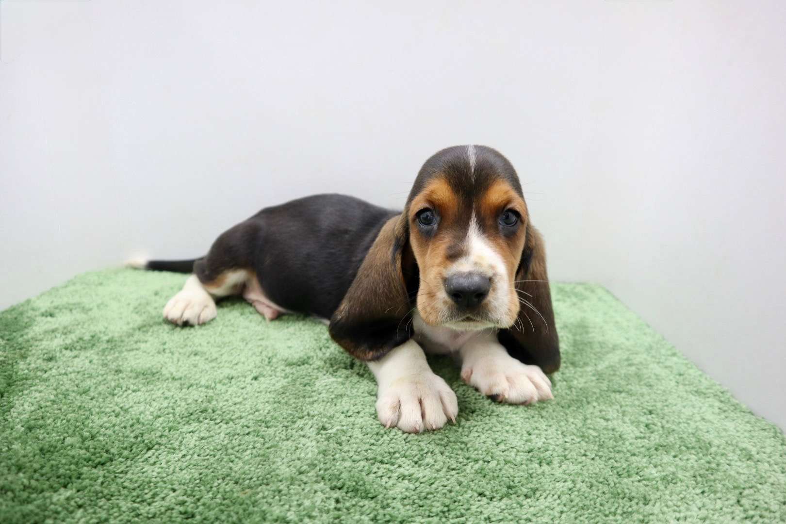 ♂バセットハウンド 　¥286,000円（税込）