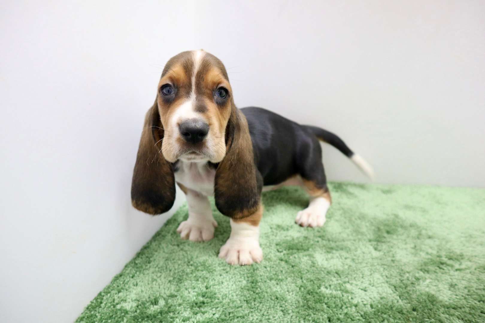 ♀バセットハウンド 　¥330,000円（税込）