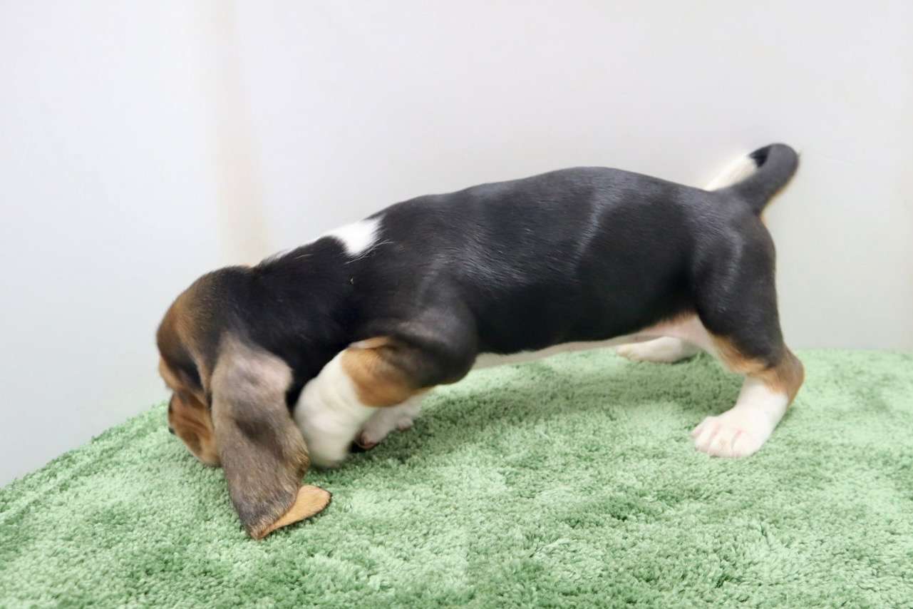 ♀バセットハウンド 　¥330,000円（税込）