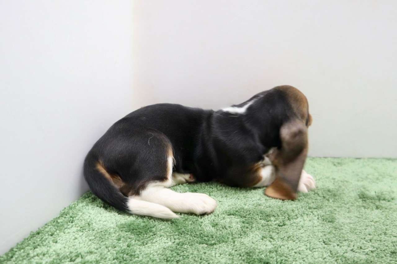 ♀バセットハウンド 　¥330,000円（税込）