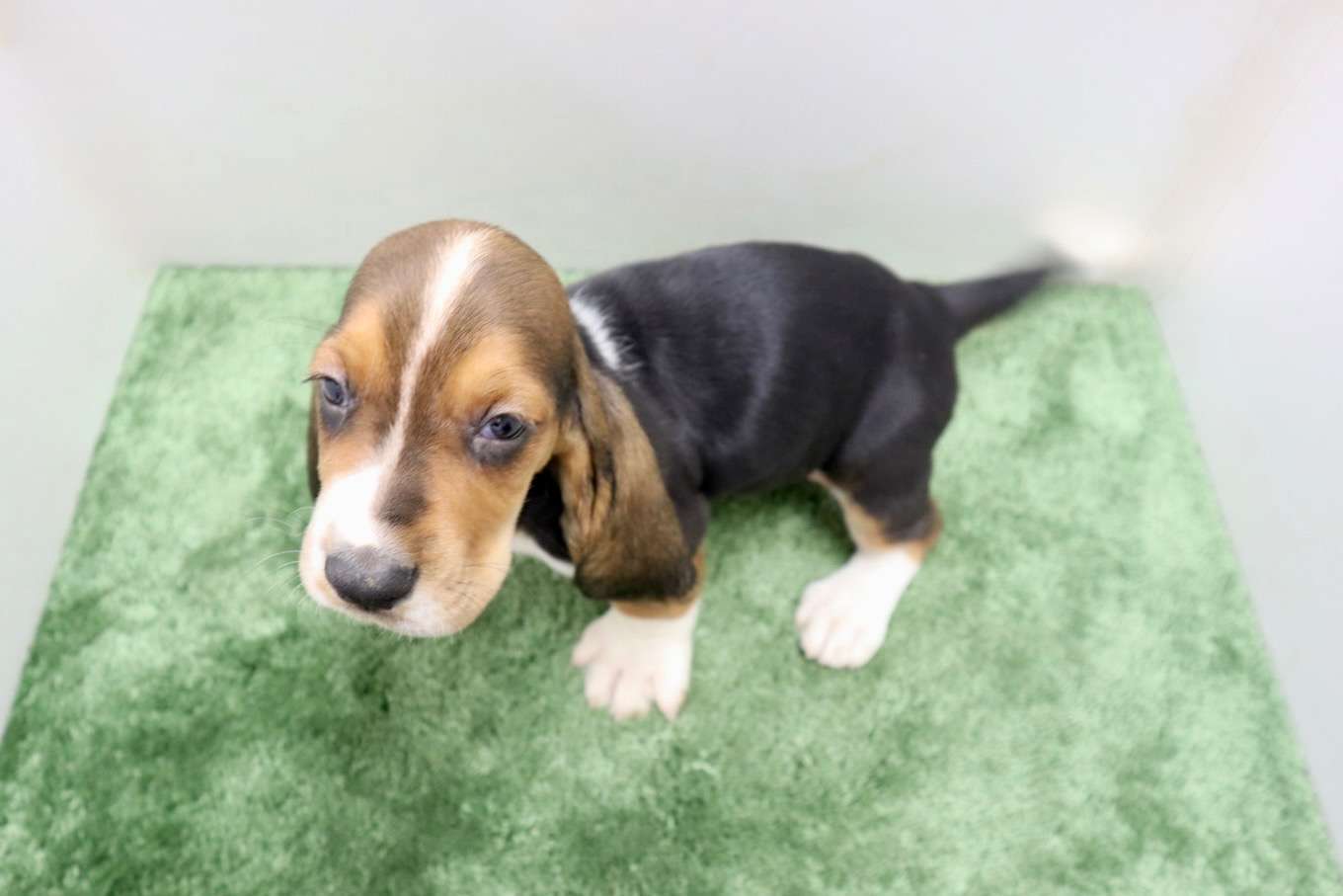 ♀バセットハウンド 　¥330,000円（税込）