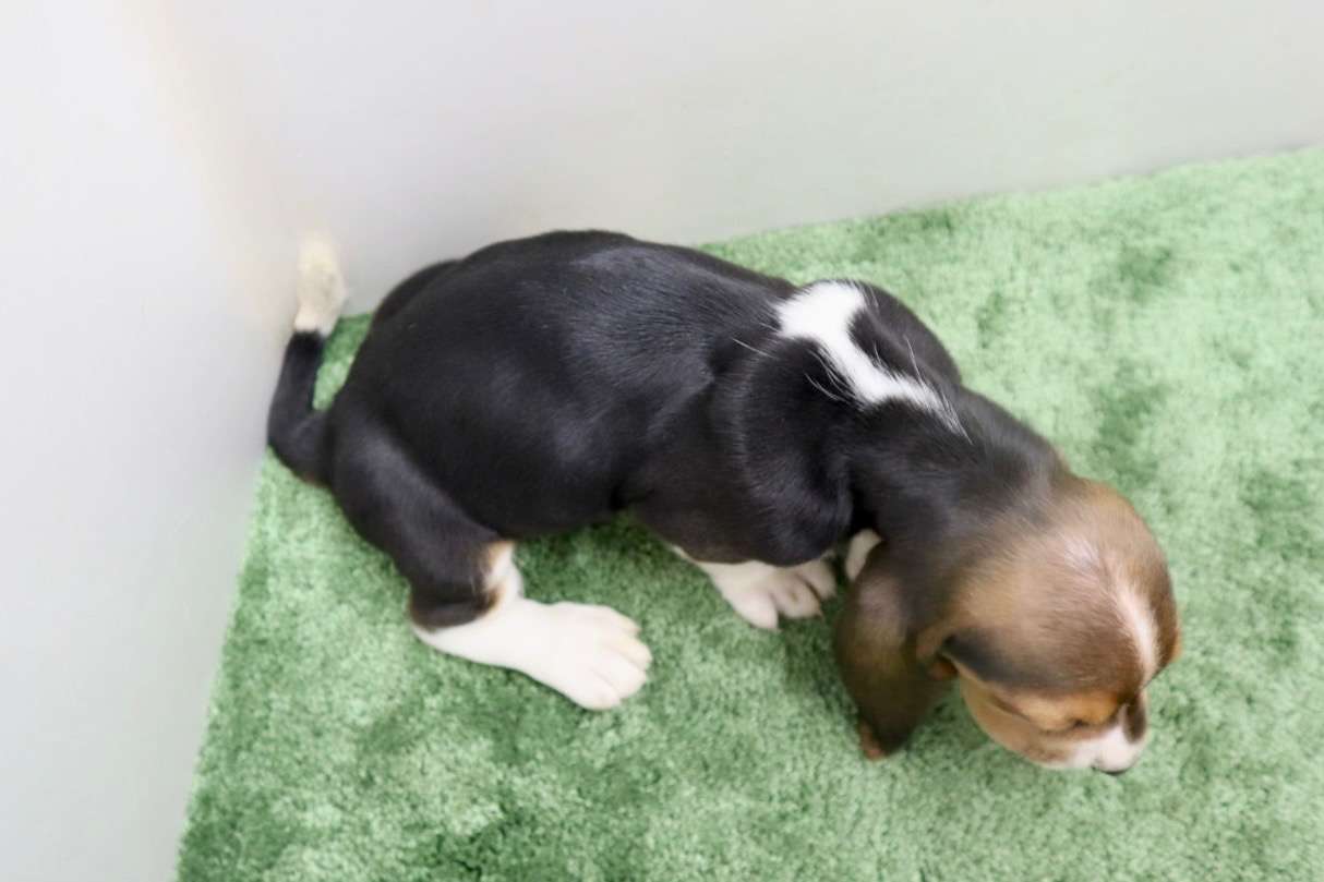 ♀バセットハウンド 　¥330,000円（税込）