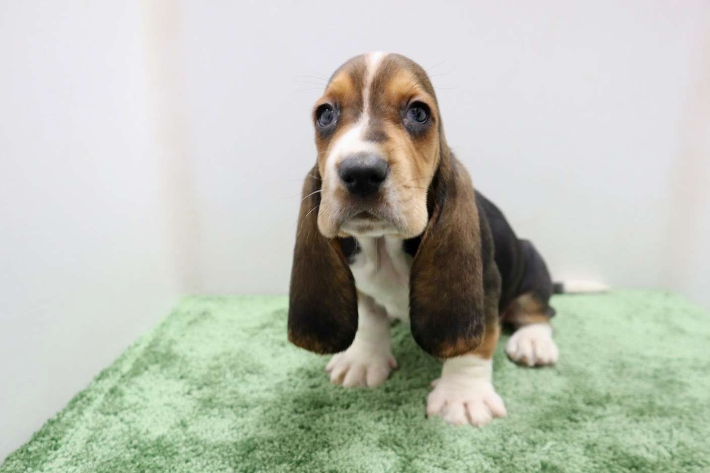 ♀バセットハウンド 　¥330,000円（税込）