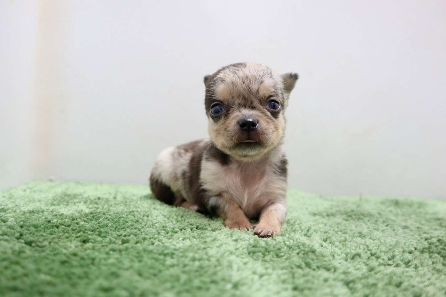 ♂スムースコートチワワ　¥176,000円（税込）