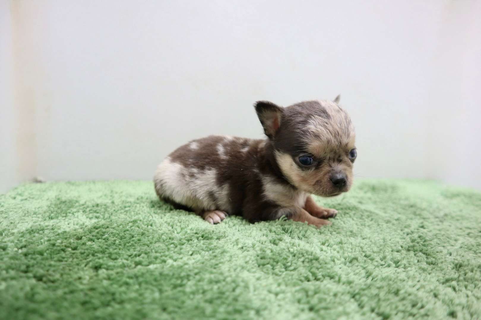 ♂スムースコートチワワ　¥176,000円（税込）