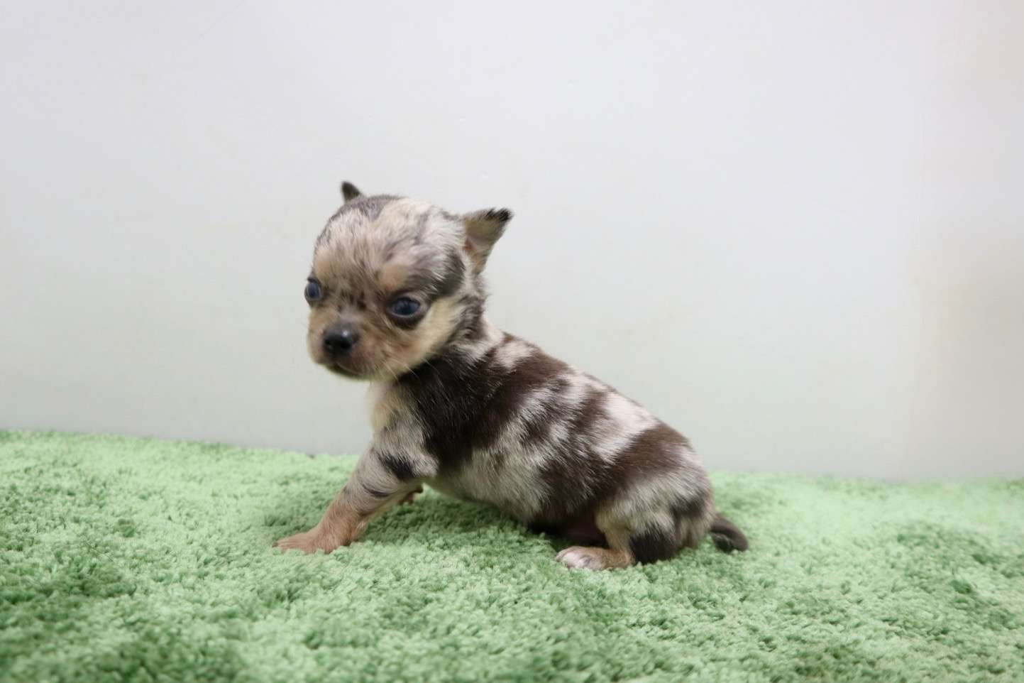 ♂スムースコートチワワ　¥176,000円（税込）