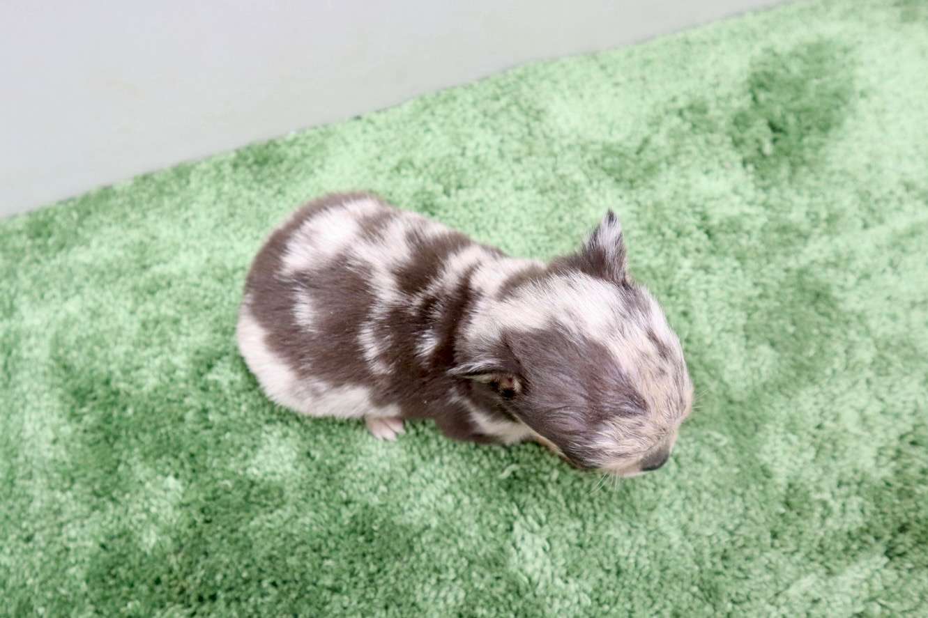 ♂スムースコートチワワ　¥176,000円（税込）