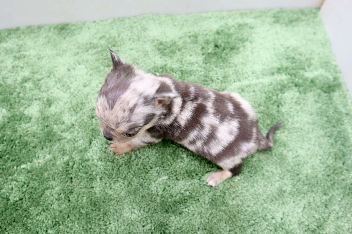 ♂スムースコートチワワ　¥176,000円（税込）