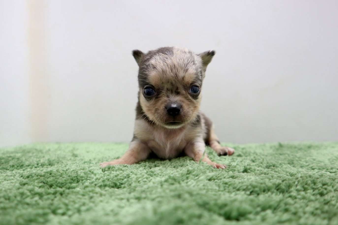 ♂スムースコートチワワ　¥176,000円（税込）