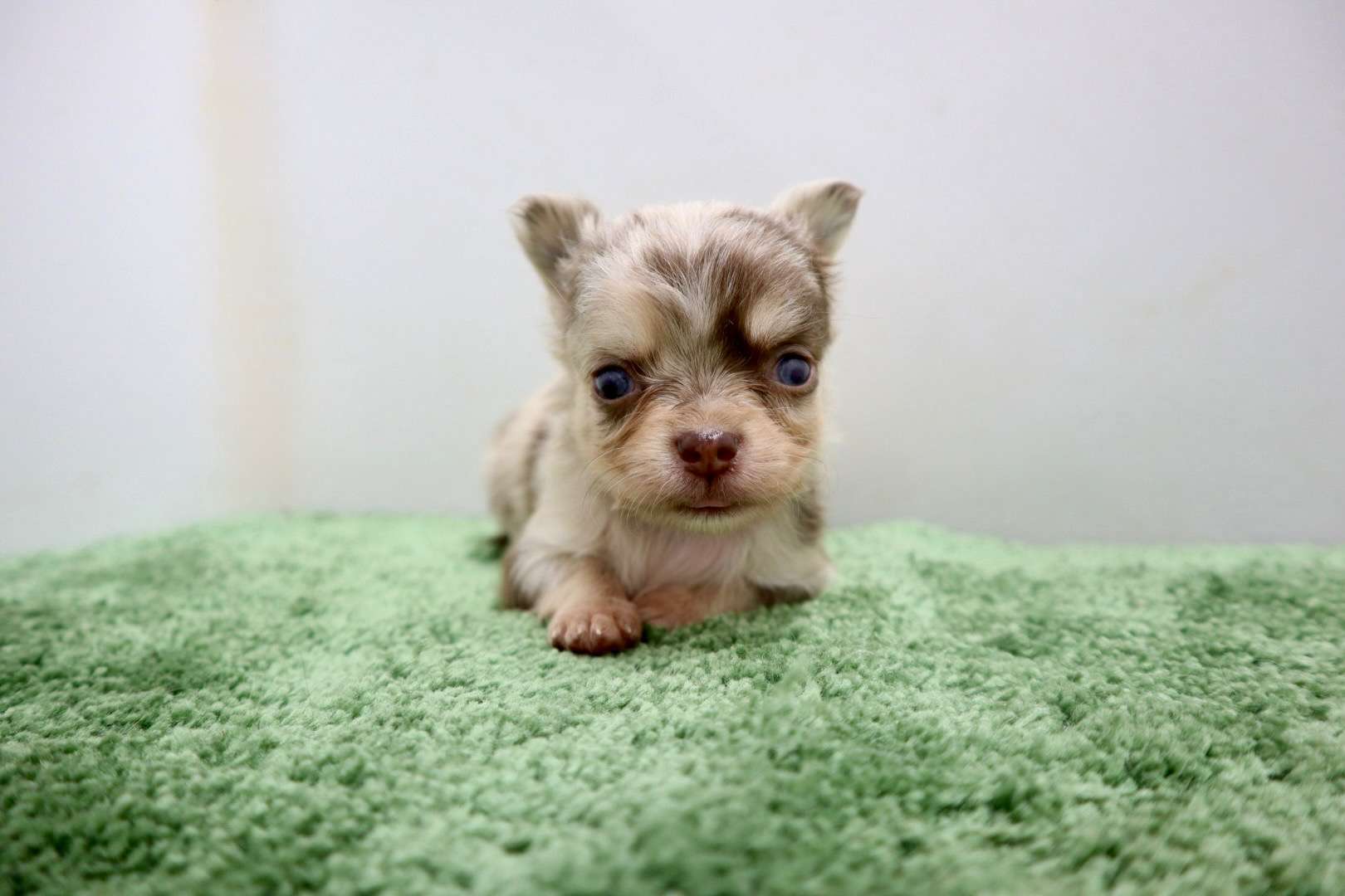 ♂ロングコートチワワ　¥308,000円（税込）