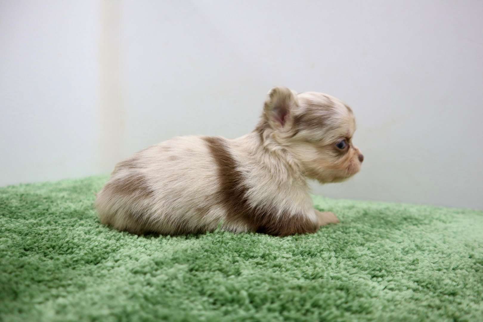 ♂ロングコートチワワ　¥308,000円（税込）