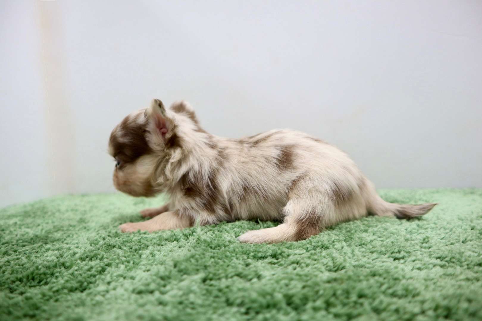 ♂ロングコートチワワ　¥308,000円（税込）