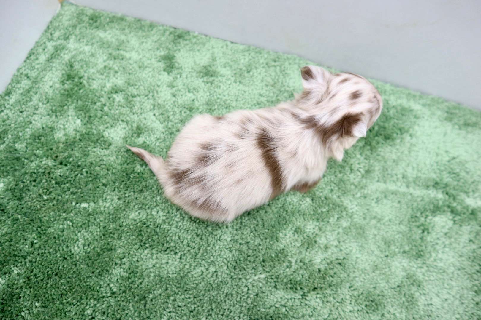 ♂ロングコートチワワ　¥308,000円（税込）