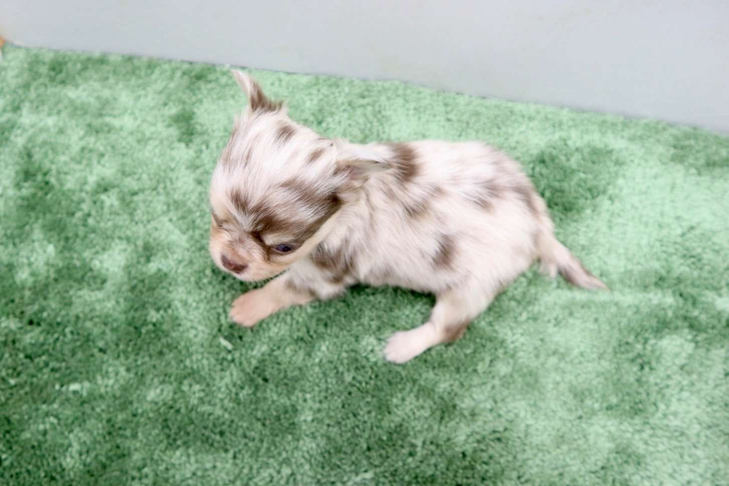 ♂ロングコートチワワ　¥308,000円（税込）