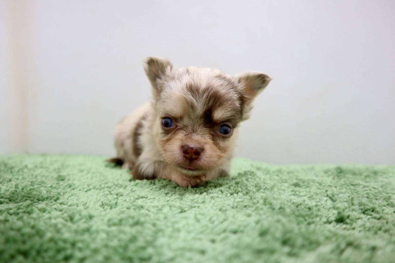 ♂ロングコートチワワ　¥308,000円（税込）