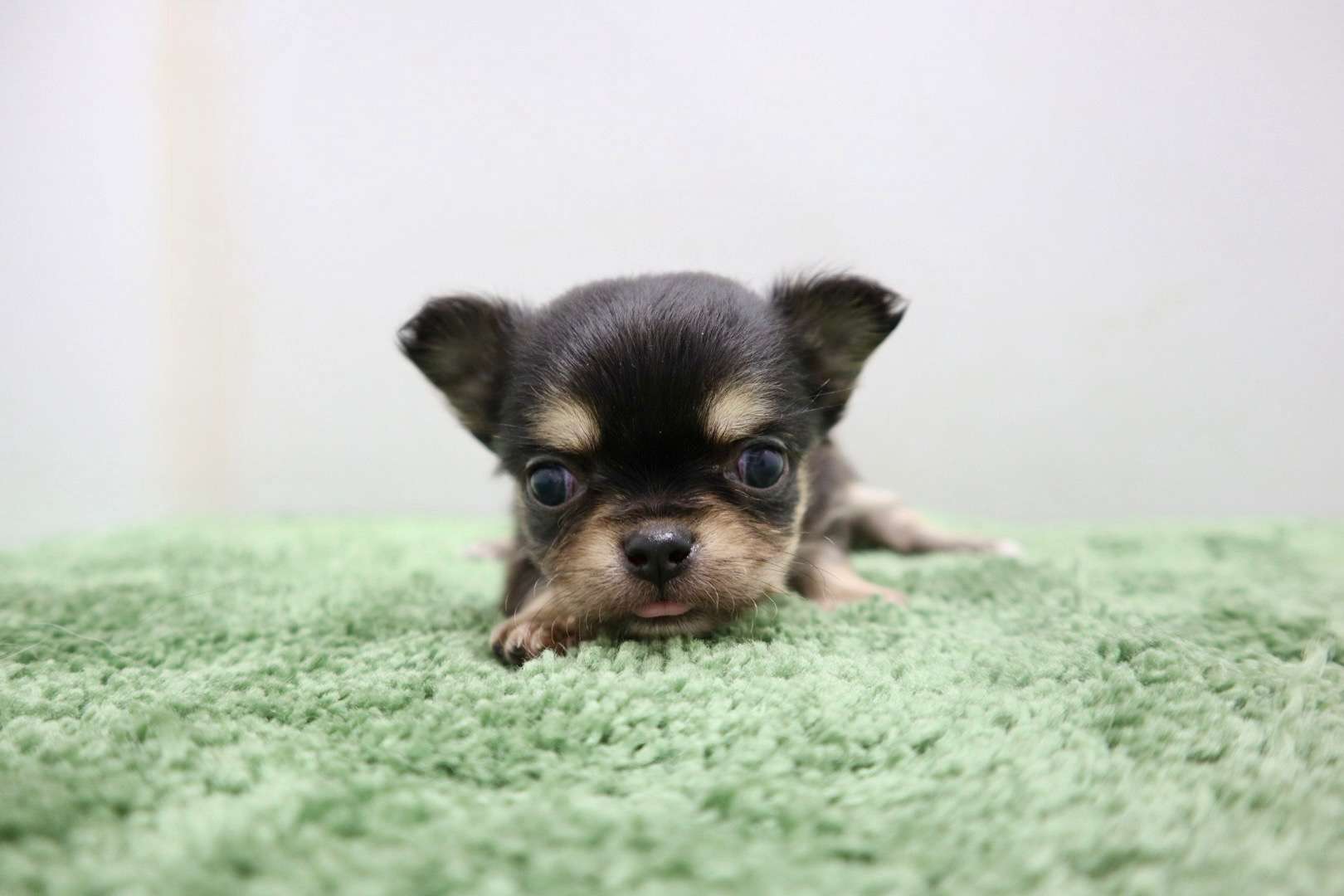 ♀ロングコートチワワ　¥253,000円（税込）