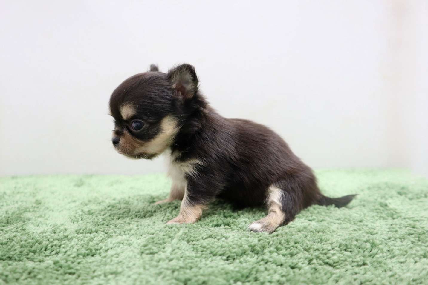 ♀ロングコートチワワ　¥253,000円（税込）