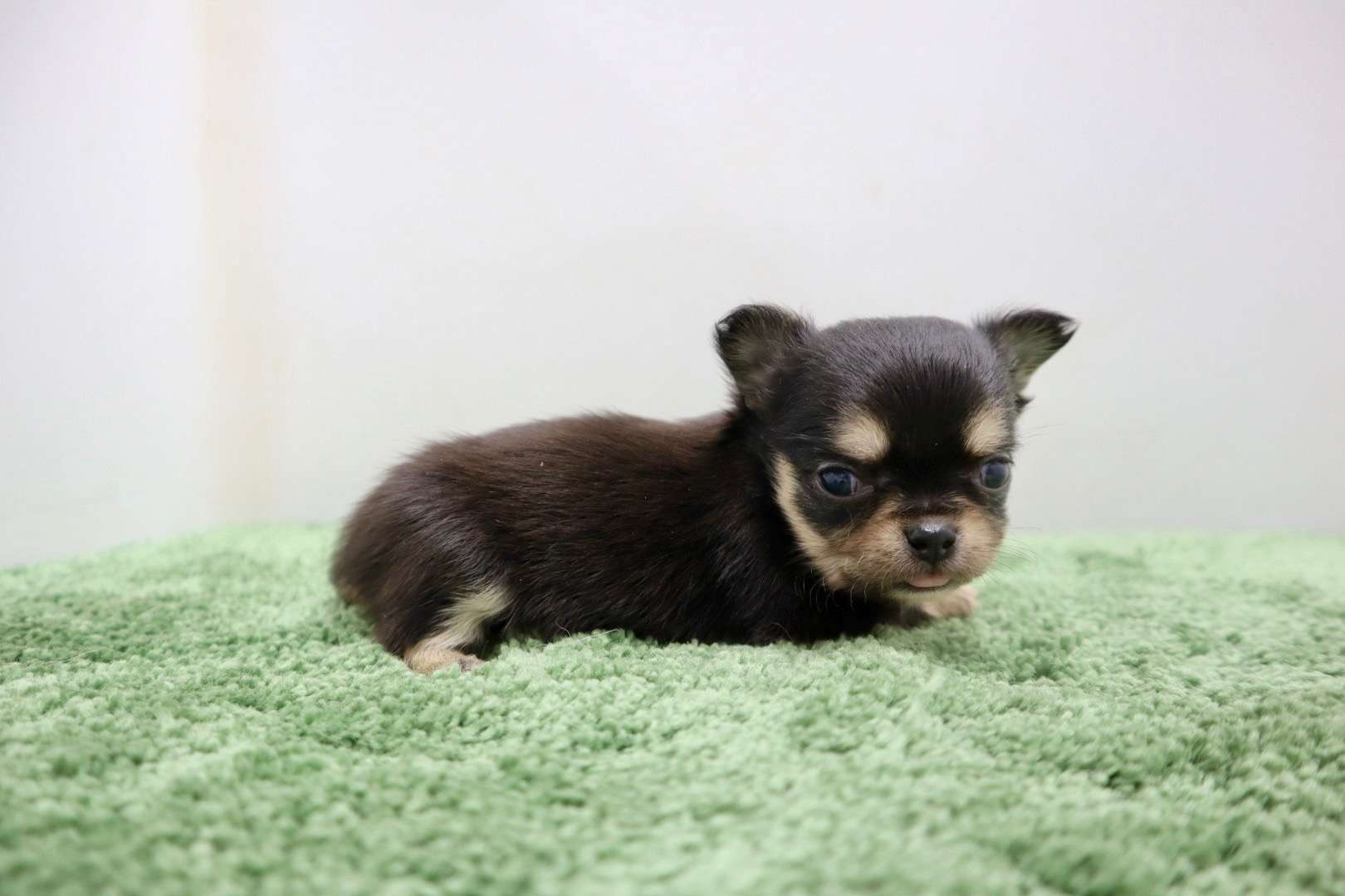 ♀ロングコートチワワ　¥253,000円（税込）