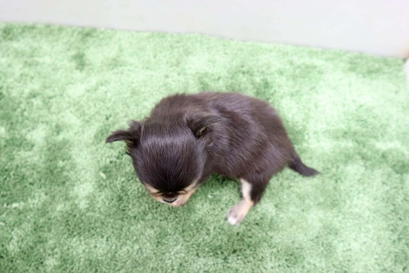 ♀ロングコートチワワ　¥253,000円（税込）