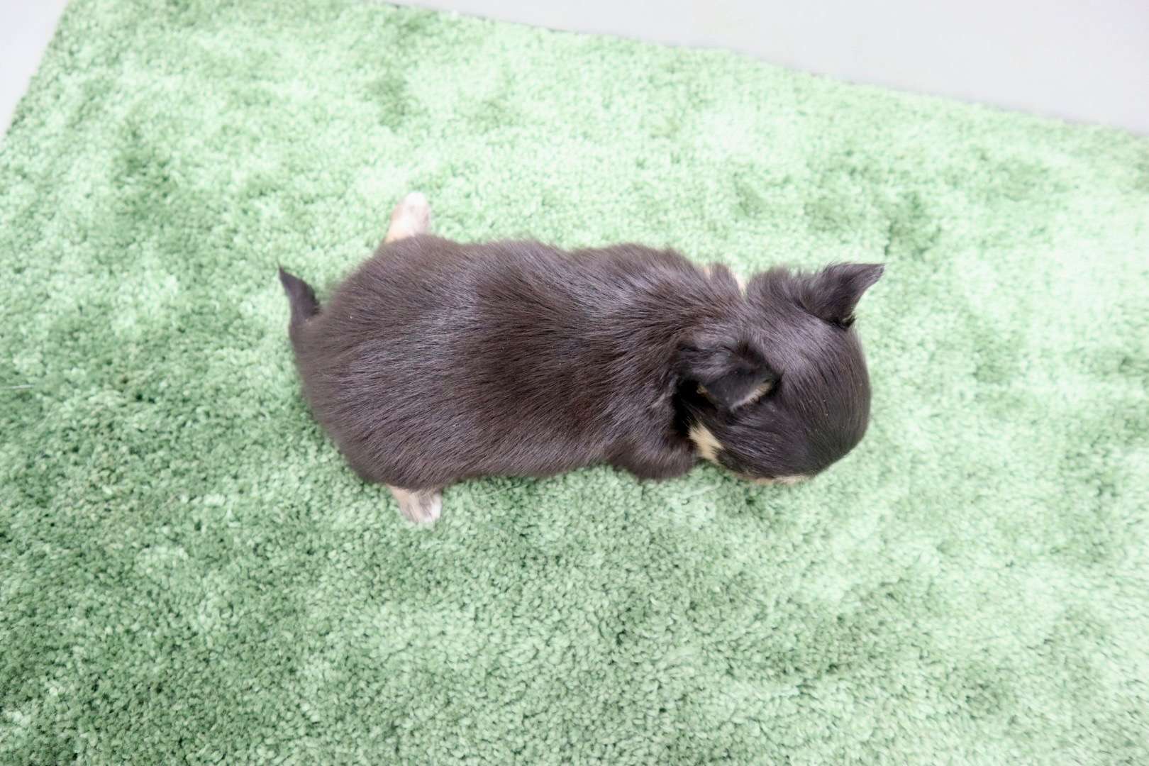 ♀ロングコートチワワ　¥253,000円（税込）