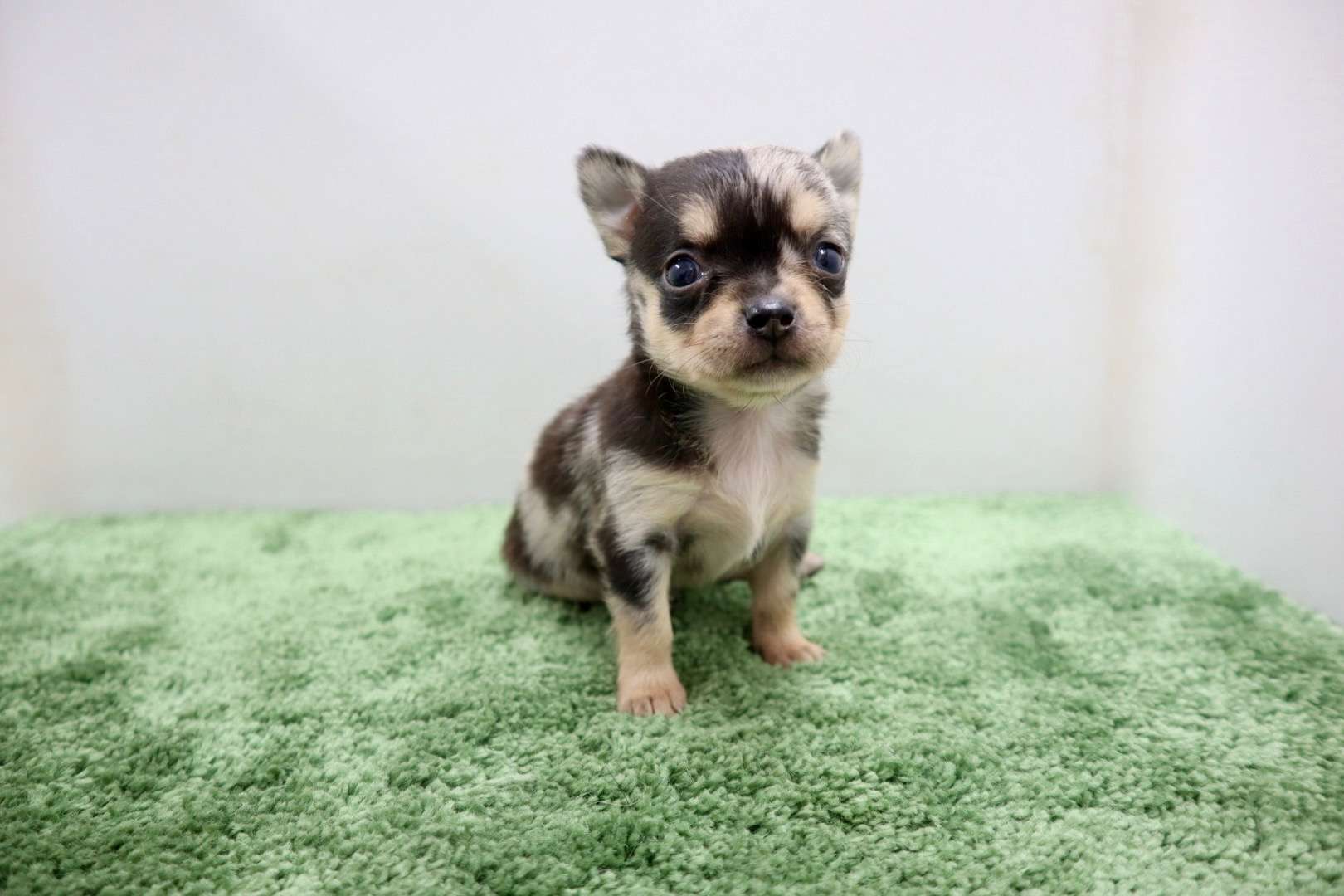 ♀スムースコートチワワ　¥264,000円（税込）