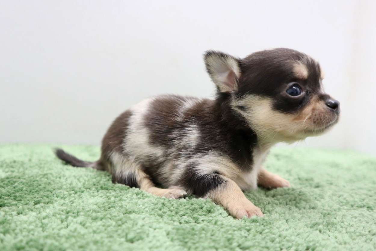 ♀スムースコートチワワ　¥264,000円（税込）