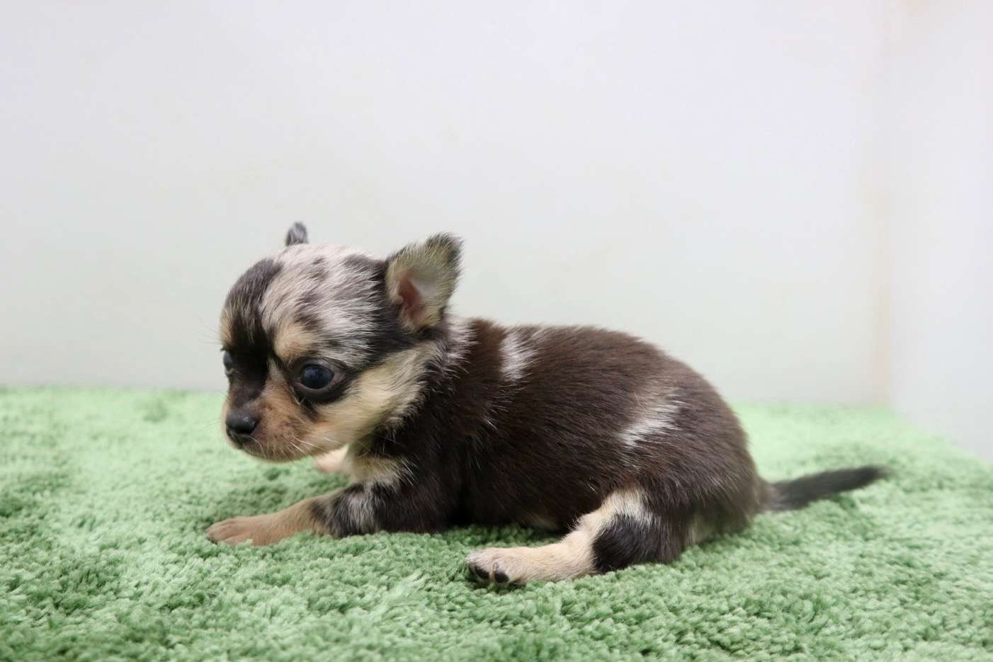 ♀スムースコートチワワ　¥264,000円（税込）