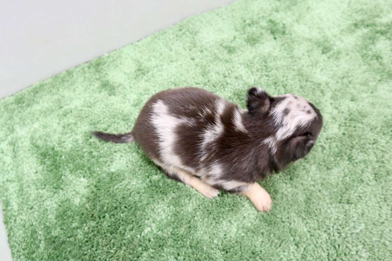 ♀スムースコートチワワ　¥264,000円（税込）