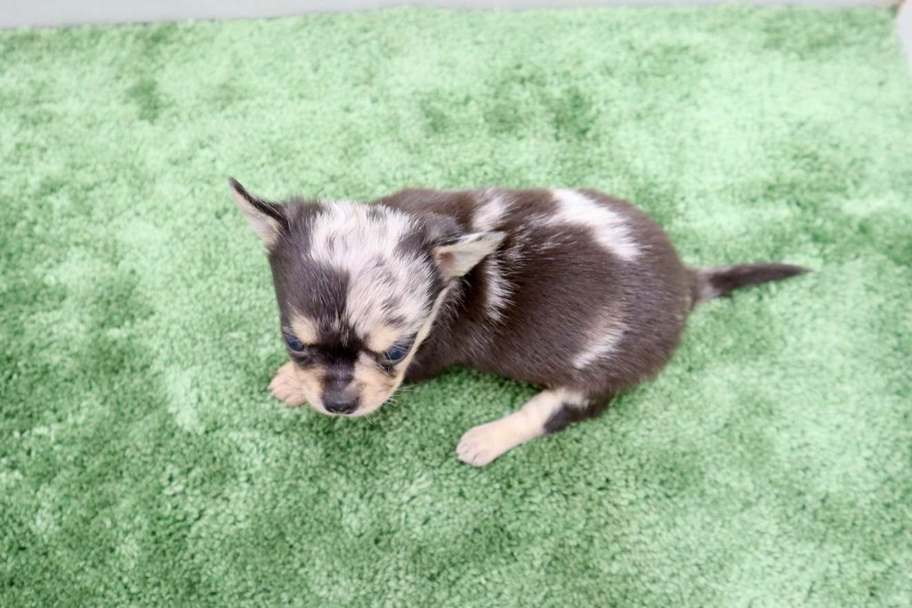 ♀スムースコートチワワ　¥264,000円（税込）