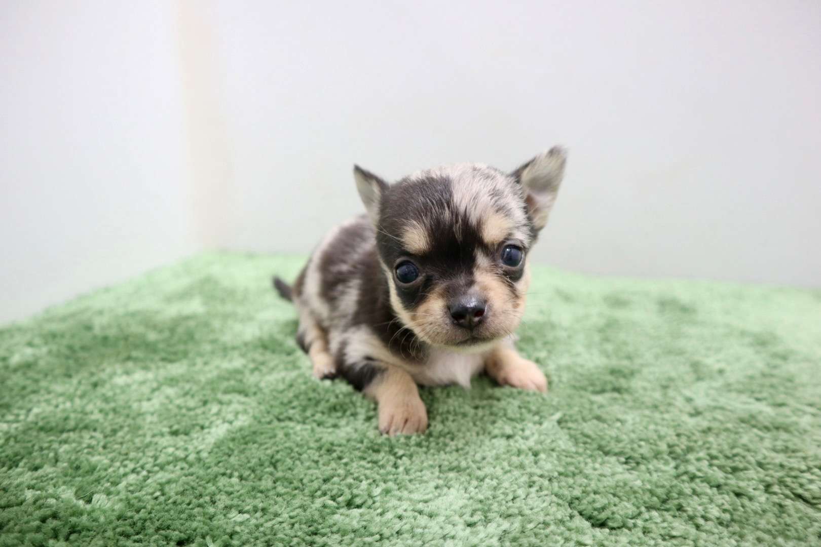 ♀スムースコートチワワ　¥264,000円（税込）