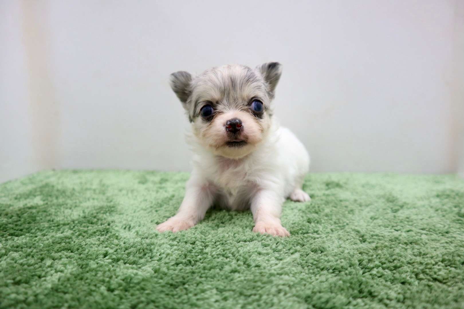 ♀ロングコートチワワ　¥308,000円（税込）