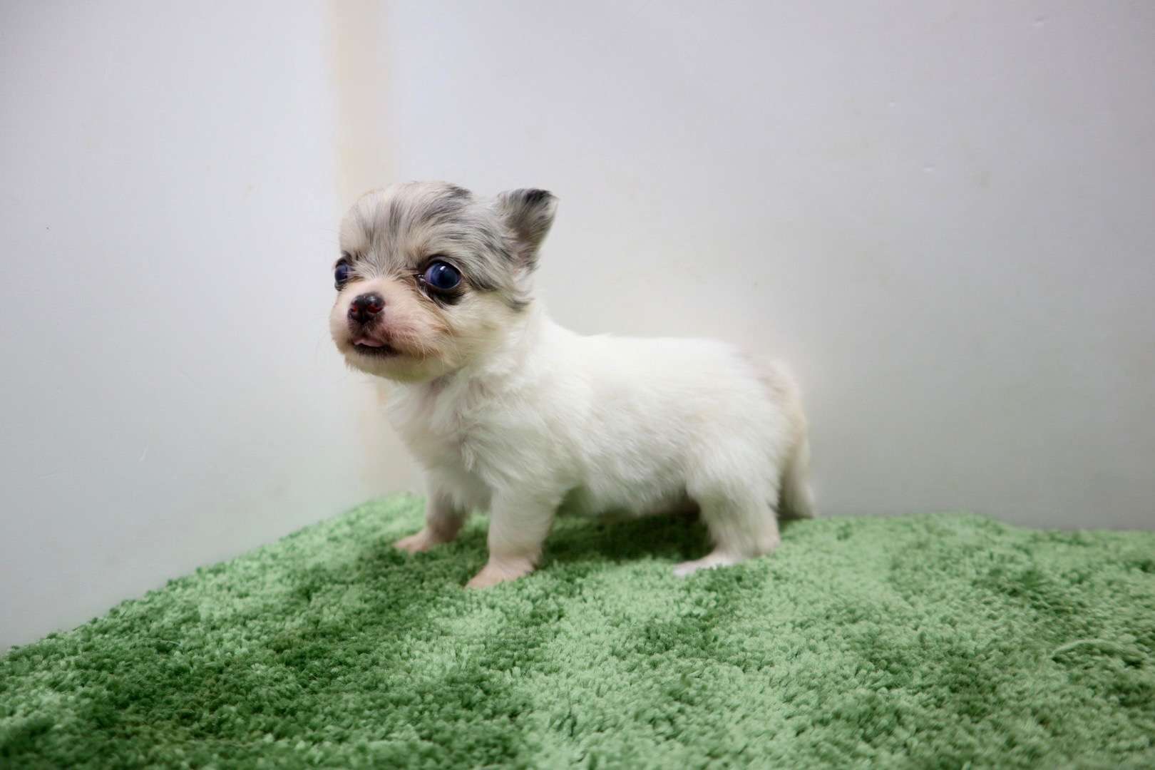 ♀ロングコートチワワ　¥308,000円（税込）