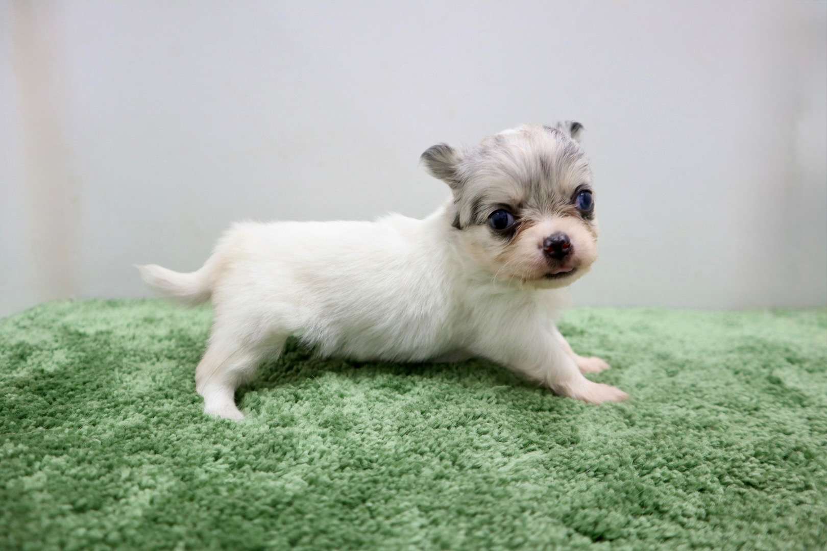 ♀ロングコートチワワ　¥308,000円（税込）