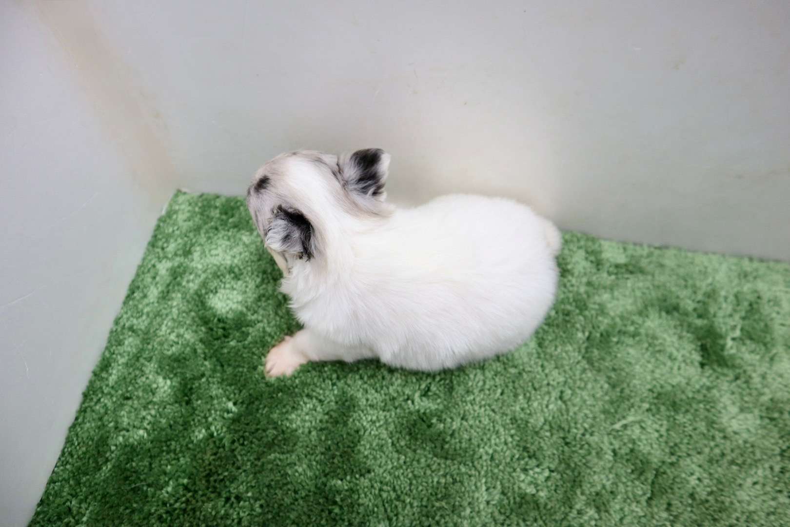 ♀ロングコートチワワ　¥308,000円（税込）