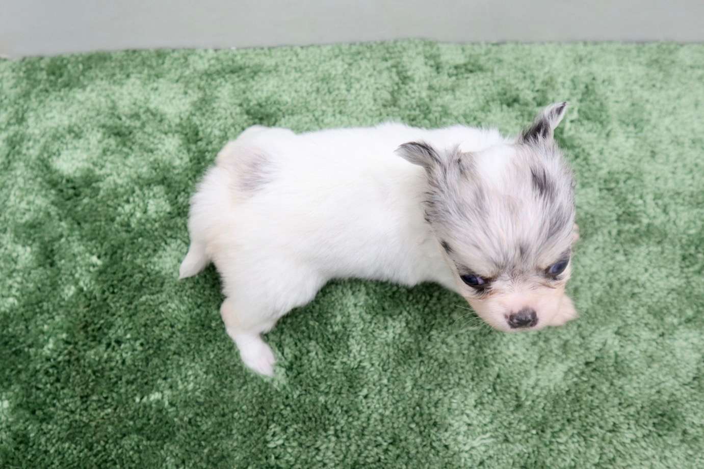 ♀ロングコートチワワ　¥308,000円（税込）