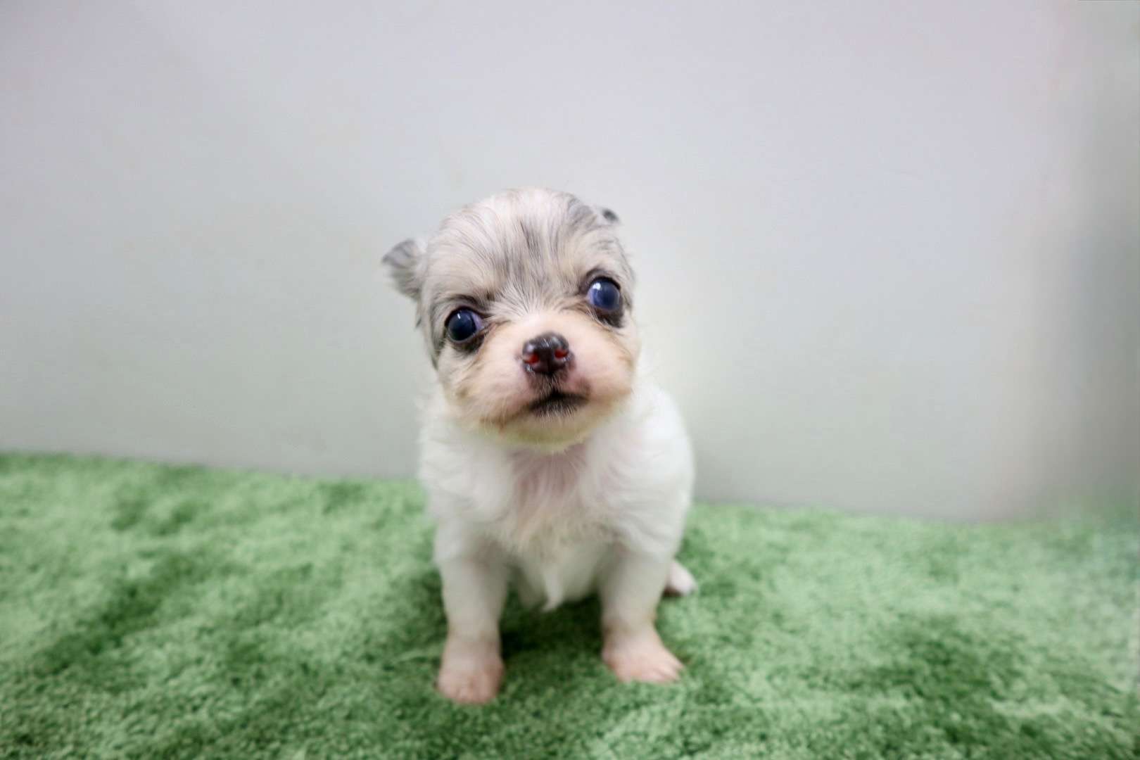 ♀ロングコートチワワ　¥308,000円（税込）