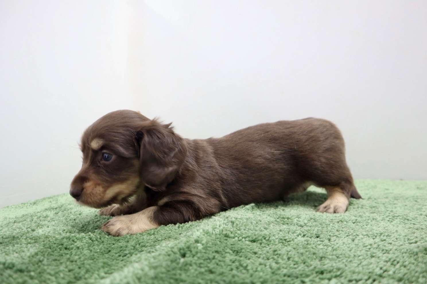 ♂ミニチュアダックスフンド　￥220,000円(税込)