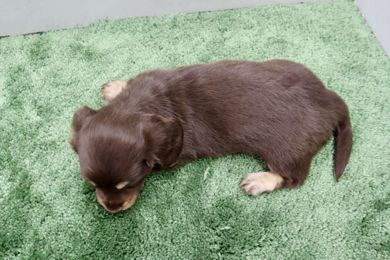 ♂ミニチュアダックスフンド　￥220,000円(税込)