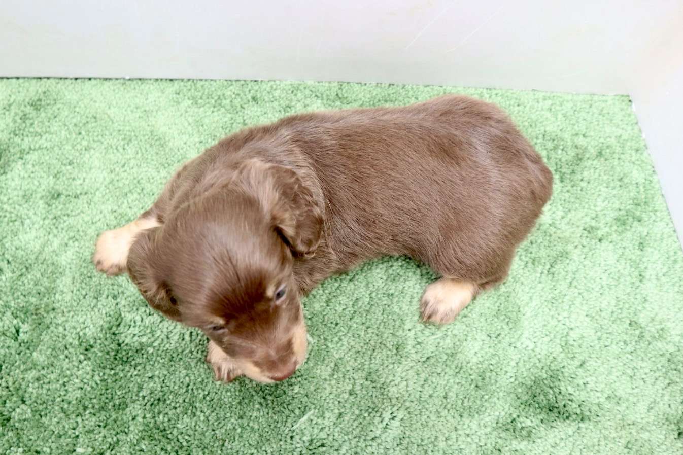 ♀ミニチュアダックスフンド　￥253,000円(税込)