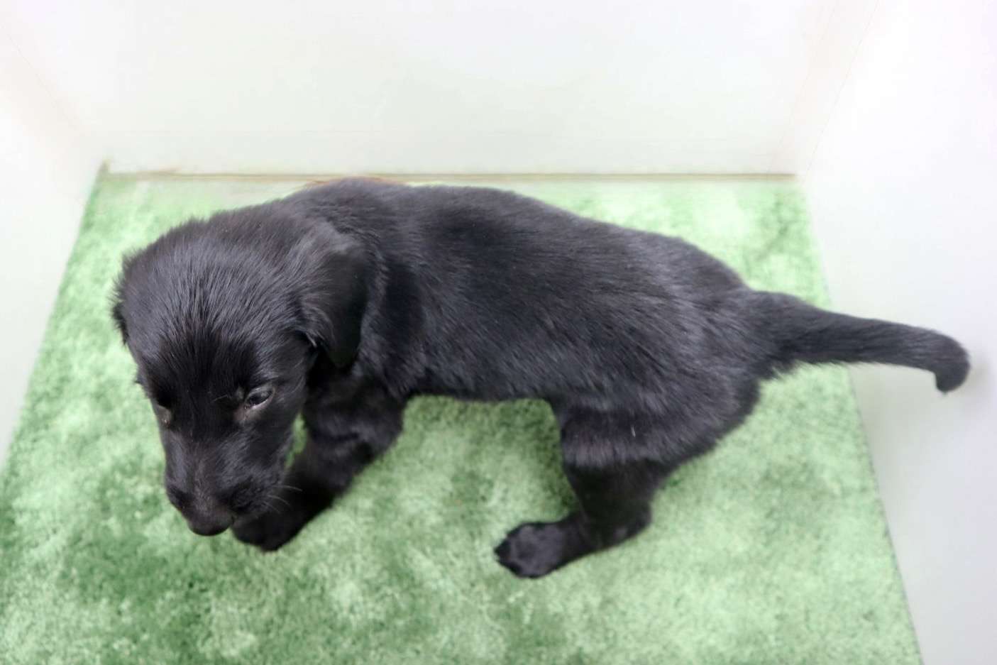 ♂フラットコーテッドレトリーバー　￥231,000(税込)